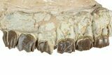 Fossil Running Rhino (Hyracodon) Upper Jaws - South Dakota #243599-1